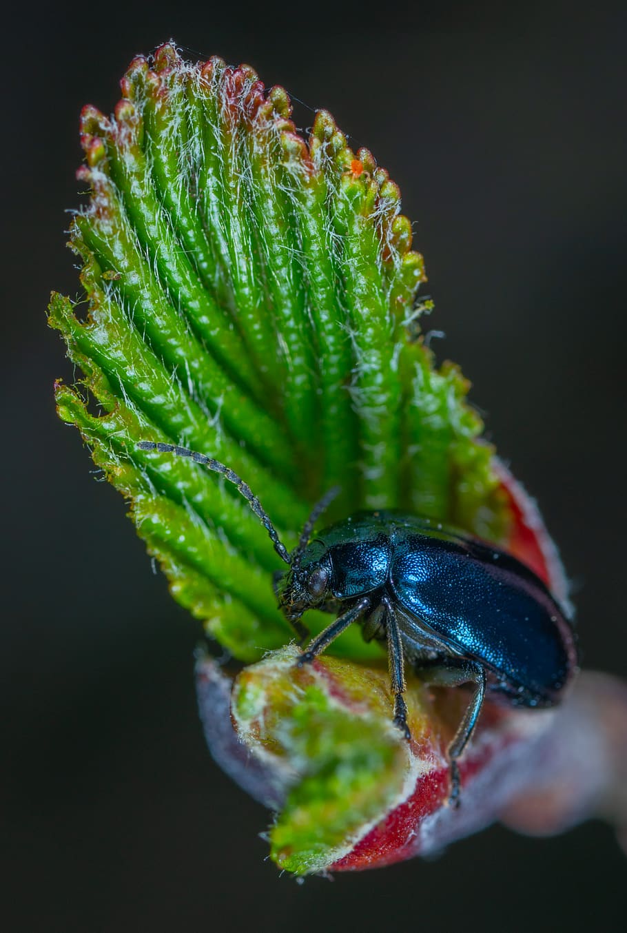 Black Beetle, animal, biology, bug, close-up, color, daylight HD wallpaper