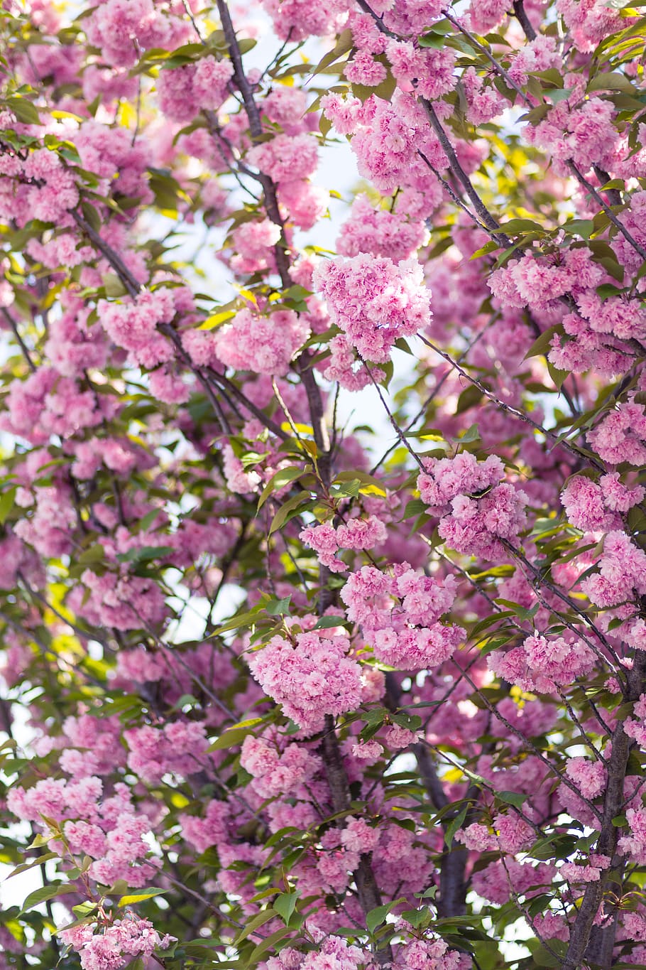 pink blooming flowers, flowering plant, pink color, fragility HD wallpaper
