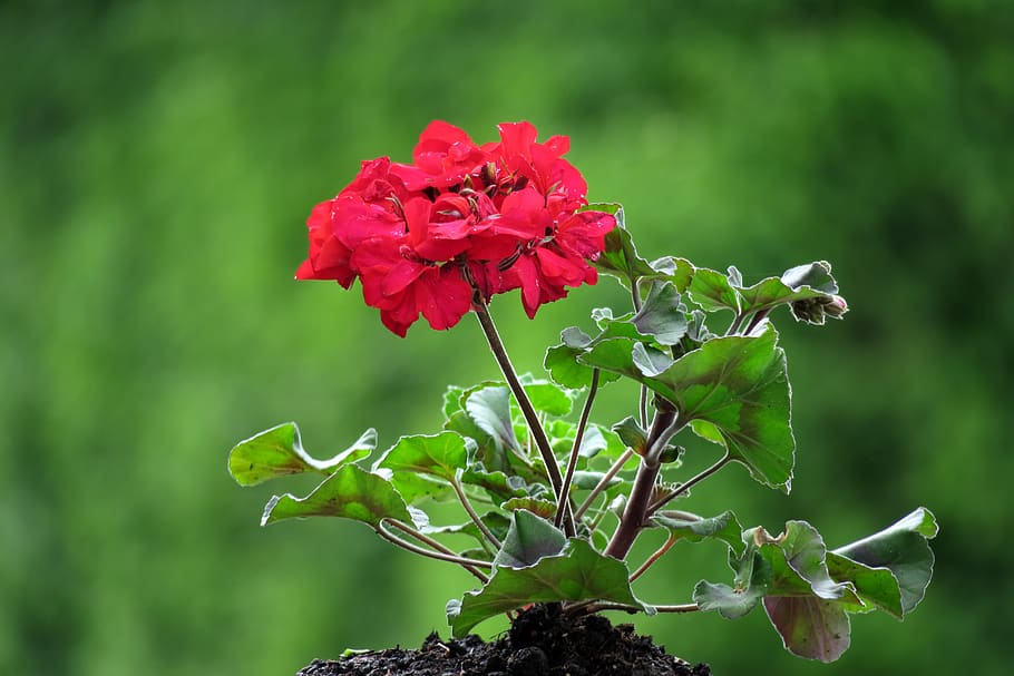 geranium, red, flower, plant, blossom, bloom, balcony plant HD wallpaper