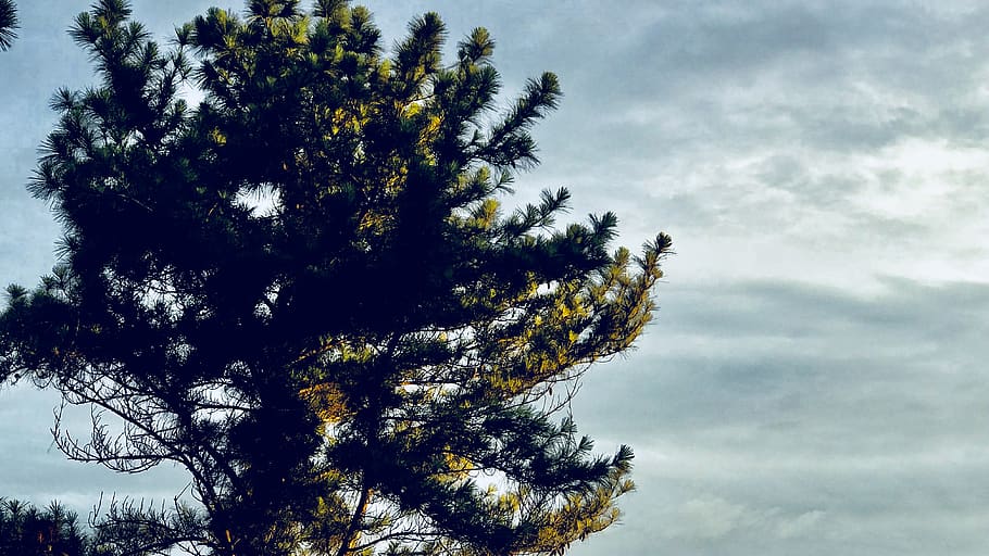 Black Tree Under Gray Clouds Photo, branches, bright, daylight HD wallpaper