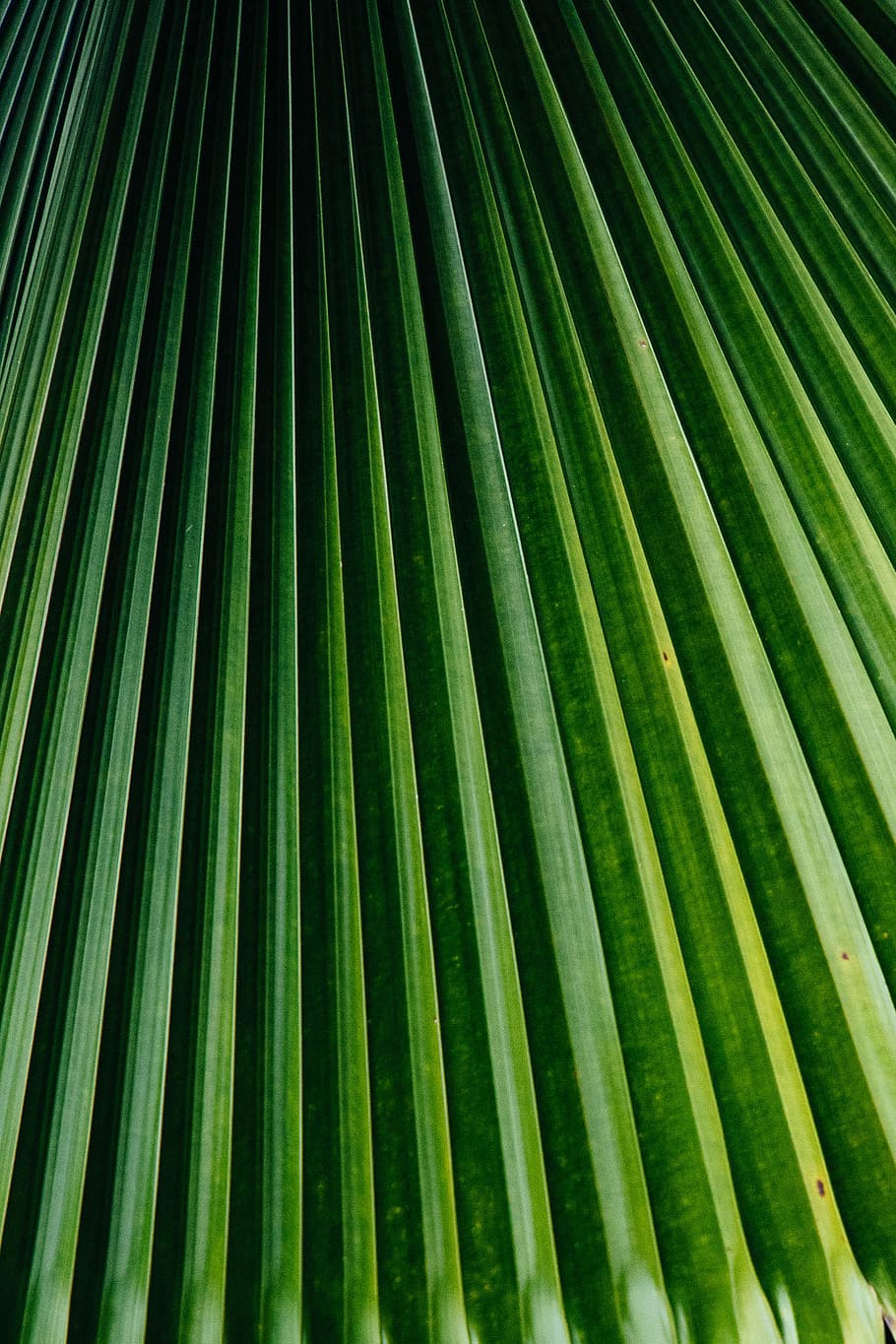 green palm tree leaves, plant, dark, detail, botanical, pattern HD wallpaper