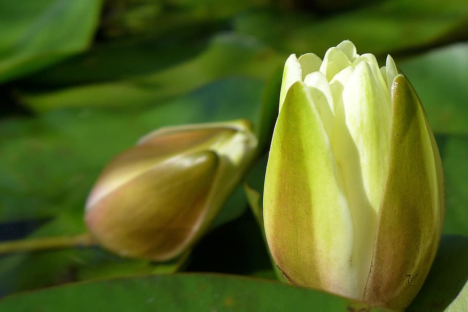 Water lily flower buds flowing in a koi pond at Rutgers Gardens, East Brunswick, NJ., HD wallpaper