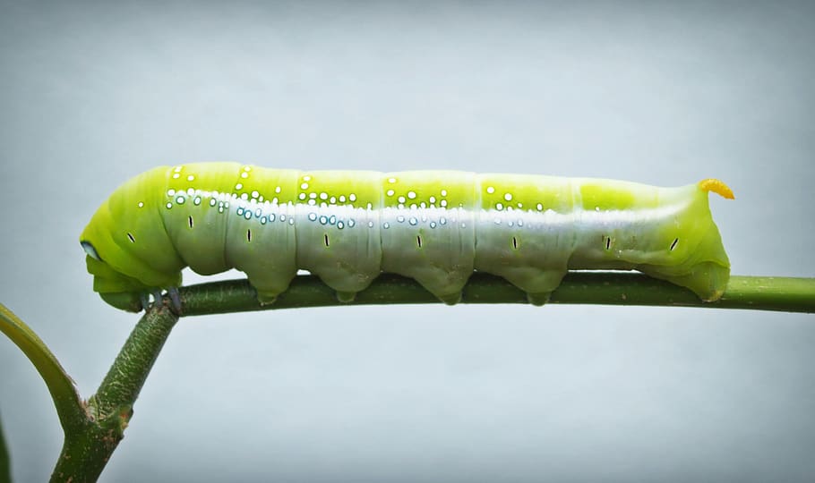 Swallowtail Caterpillar, bug, close-up, green, insect, pest, plant HD wallpaper