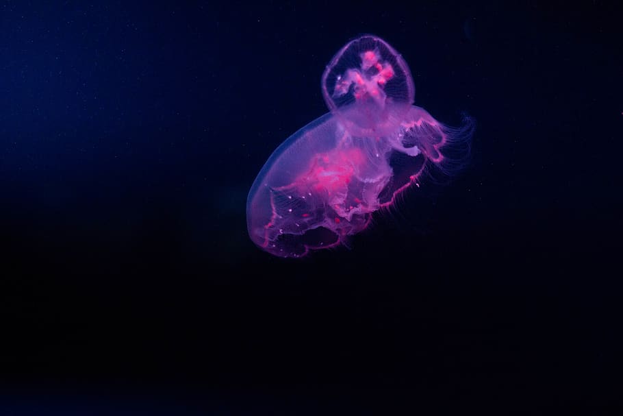 purple jellyfish underwater, sea life, invertebrate, animal, aquarium, HD wallpaper