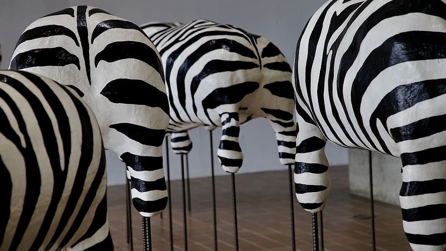 four zebra standees, mammal, wildlife, animal, asphalt, tarmac HD wallpaper