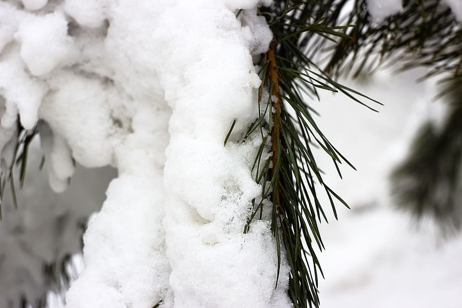 ukraine, lutsk, white, snow, nature, tree, winter, cold temperature HD wallpaper