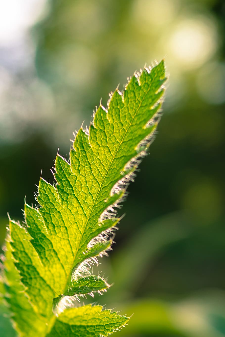germany, köln, flora köln, green, leaf, plant part, green color HD wallpaper