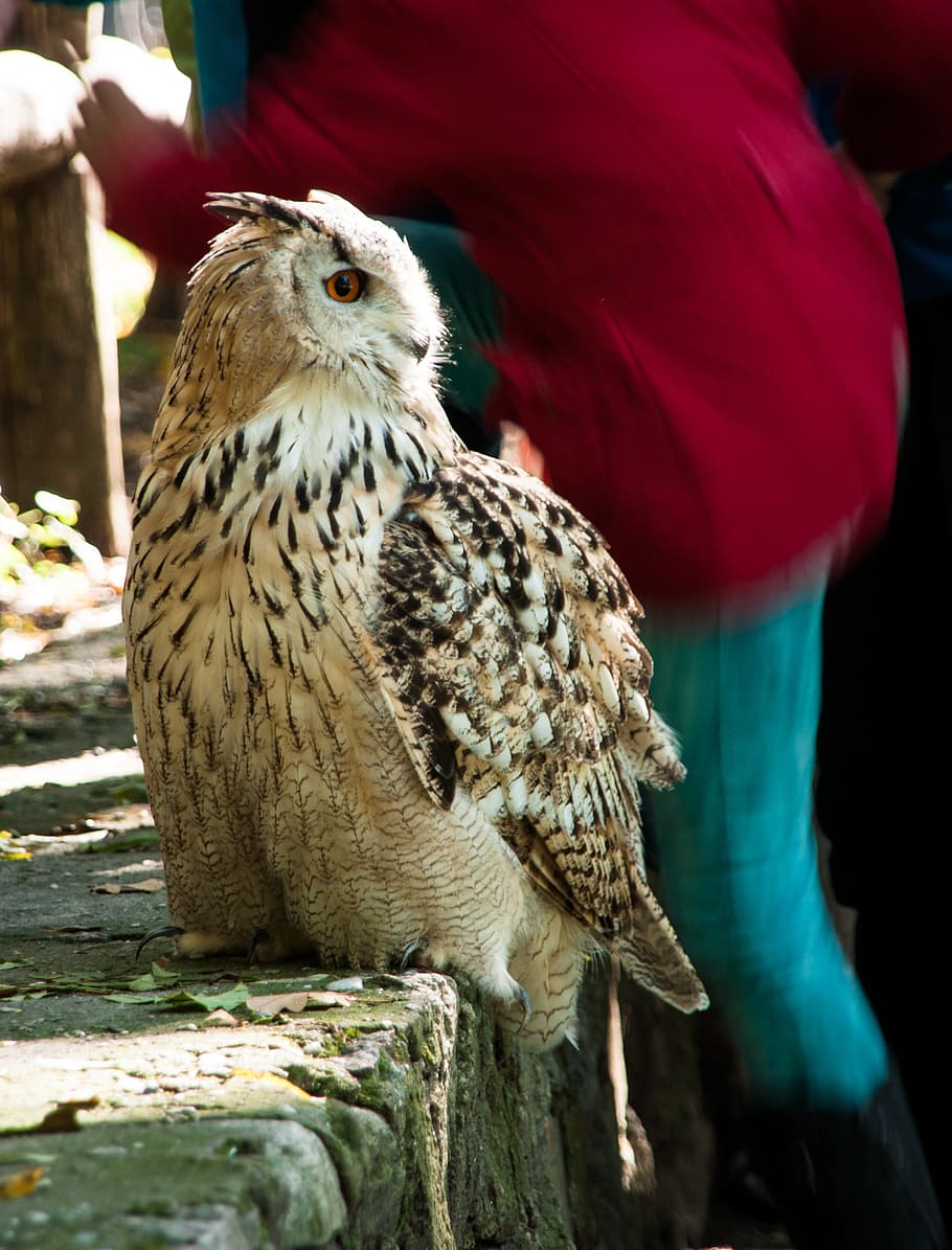 owl, eagle owl, snowy owl, bird, nature, feather, forest, plumage
