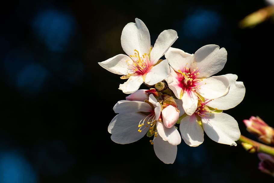 flower, almond tree, white, flowers, flowering plant, freshness HD wallpaper