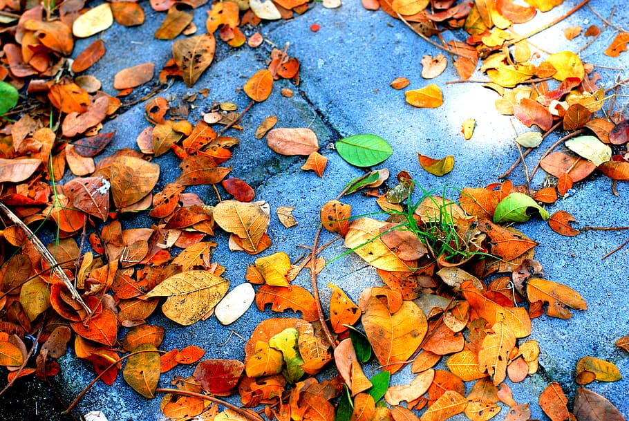 leaf, plant, tree, ground, petal, flower, blossom, maple, maple leaf HD wallpaper