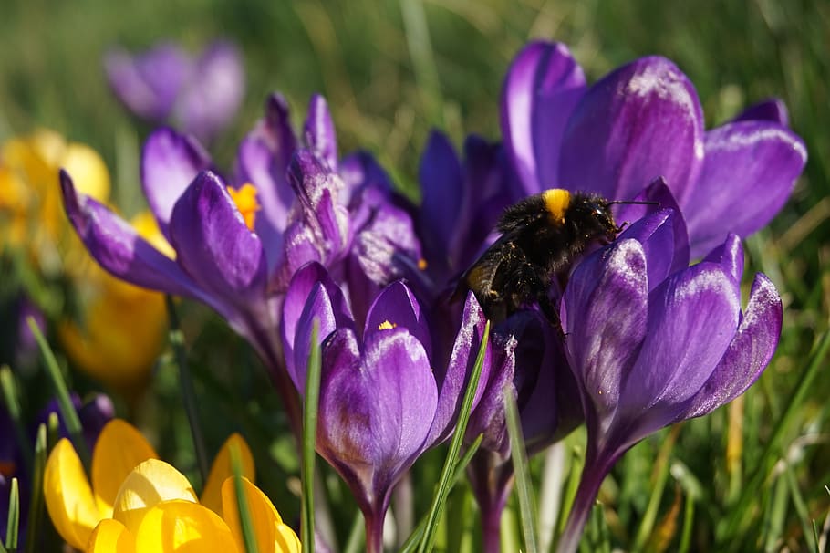 crocus, spring, nature, flower, purple, plant, blossom, bloom HD wallpaper