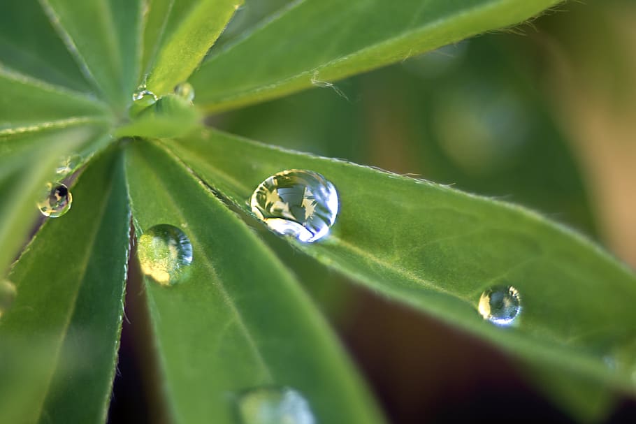 dew, rain, drip, lupine, leaves, water, raindrop, nature, macro HD wallpaper