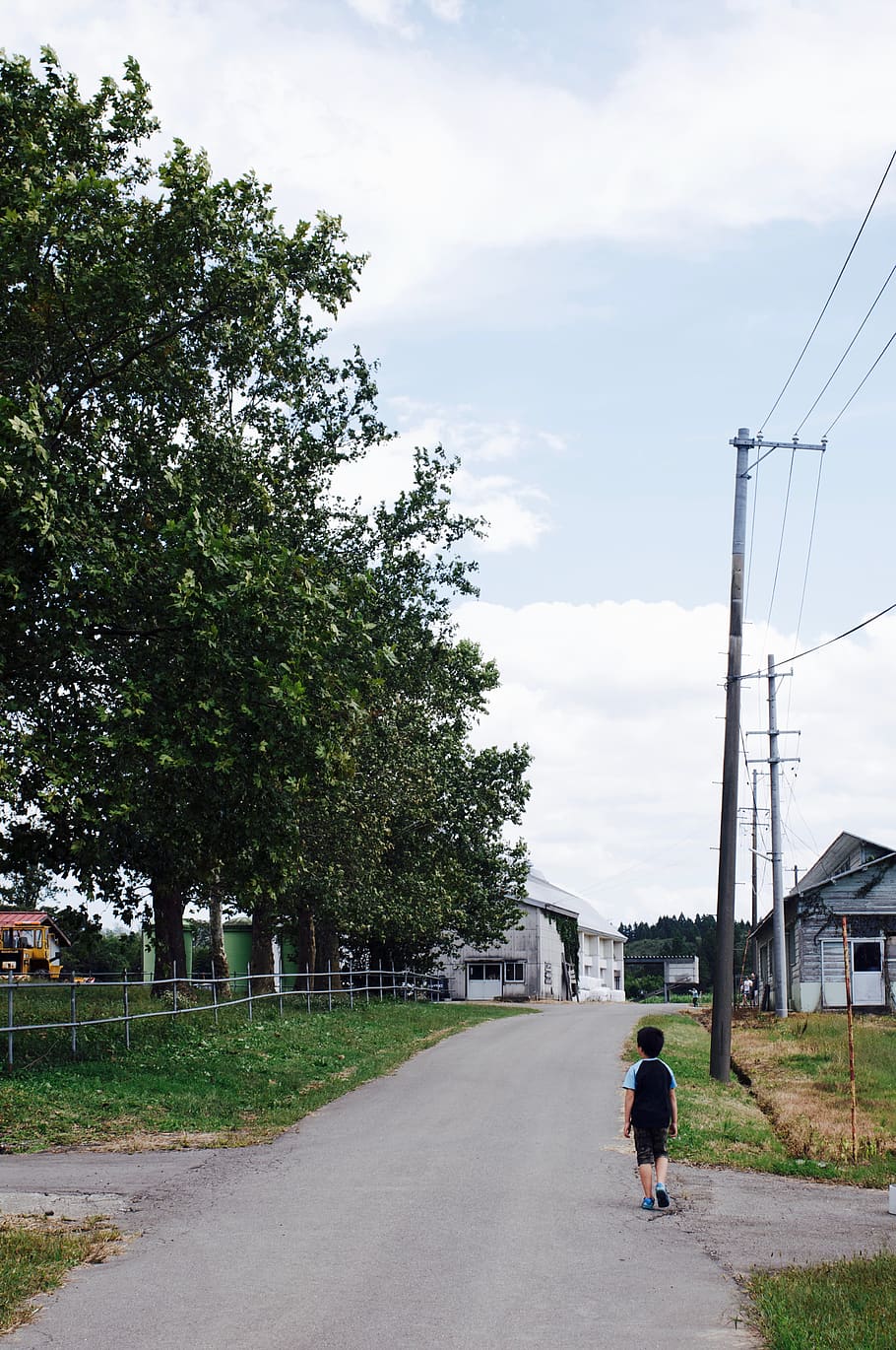 trees, street, sky, transportation, road, real people, plant HD wallpaper