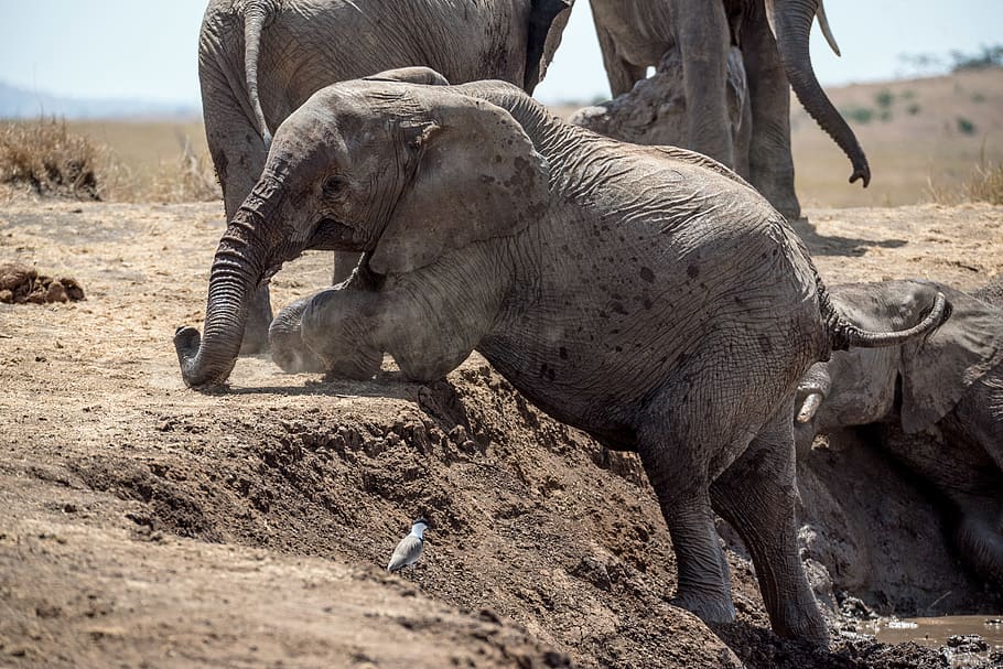 elephant climbing on ground, animal themes, animal wildlife, animals in the wild HD wallpaper
