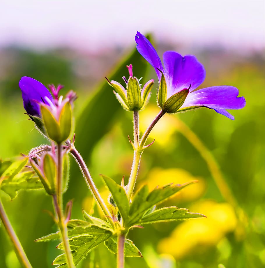 Selective Focus Photo of Purple Petaled Flowers, beautiful, bloom HD wallpaper