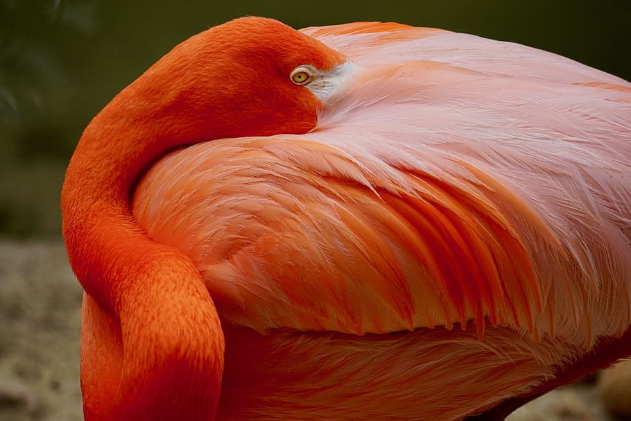 Closeup Photo of Orange Flamingo, animal, avian, beak, beautiful, HD wallpaper