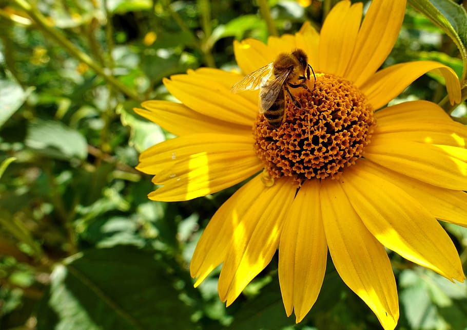 flower, summer, bee, nature, blossom, bloom, plant, petals HD wallpaper