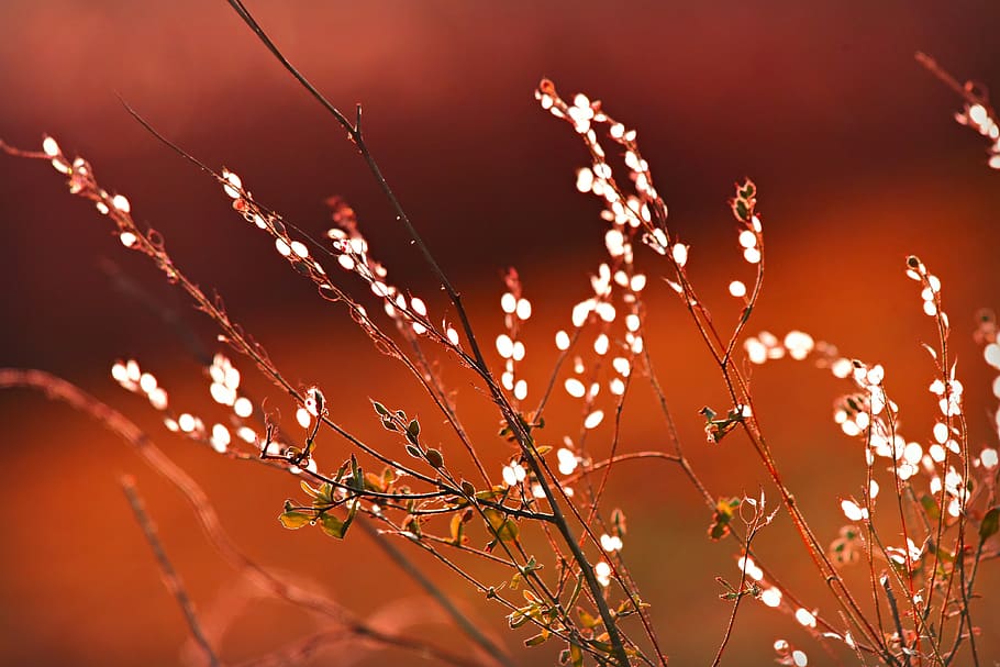 plant, stem, stalk, leaf, nature, growth, botanical, environment HD wallpaper