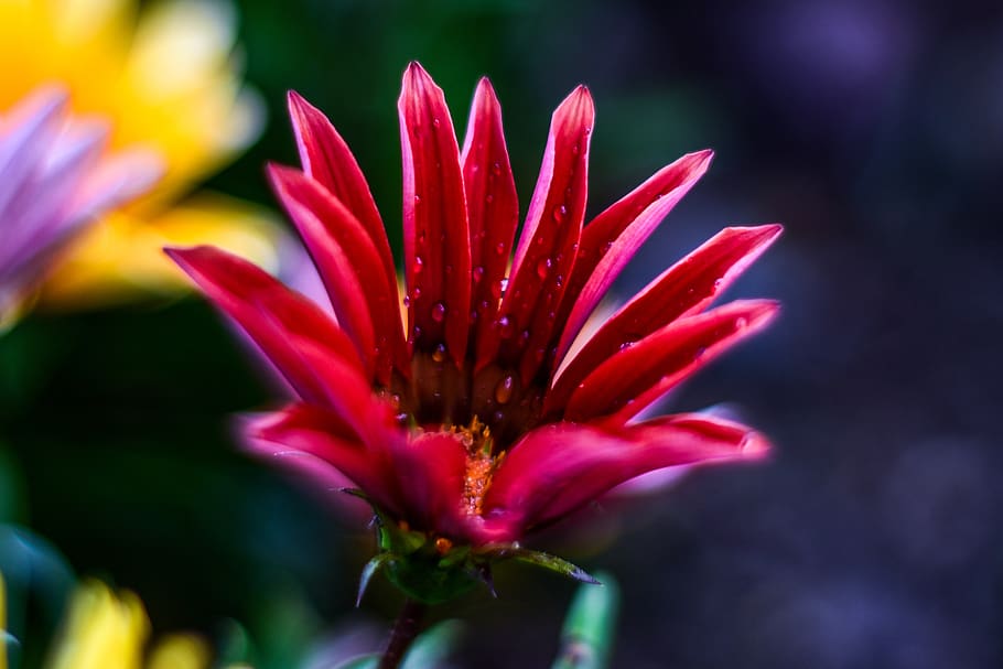 flower, beautiful, nature, spring, beautiful flower, petals beautiful HD wallpaper