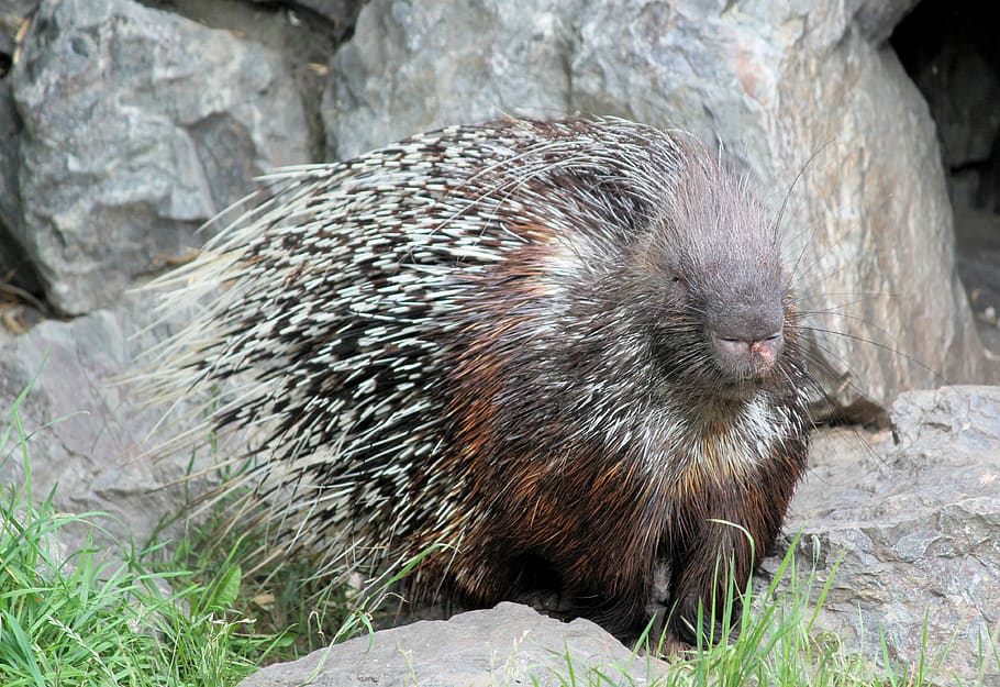 gray and black hedgehog, rodent, porcupine, mammal, animal, prague HD wallpaper