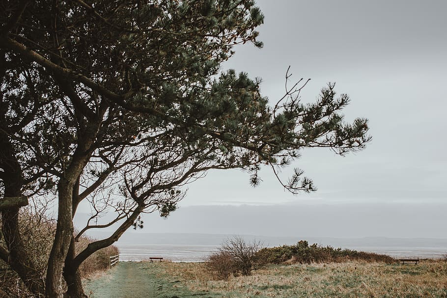 view, explore, peace, outdoors, film, tree, water, plant, sky HD wallpaper