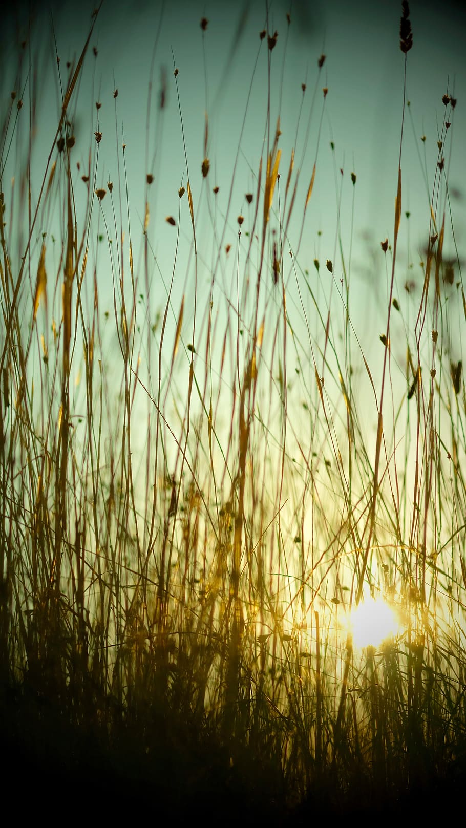 france, provence, sky, plant, sunlight, beauty in nature, tranquility HD wallpaper