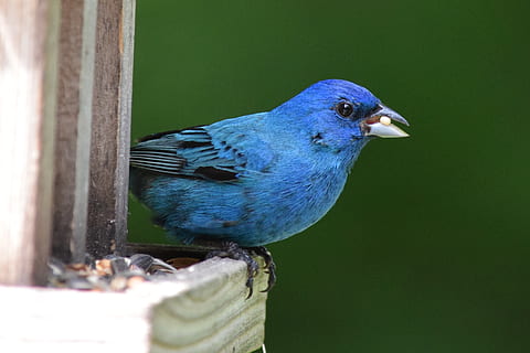 indigo blue bunting bird food