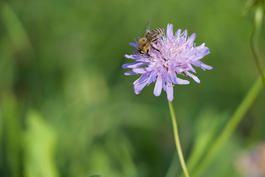 nature, rose, bee, garden, honey, summer, flower, bees, apis HD wallpaper