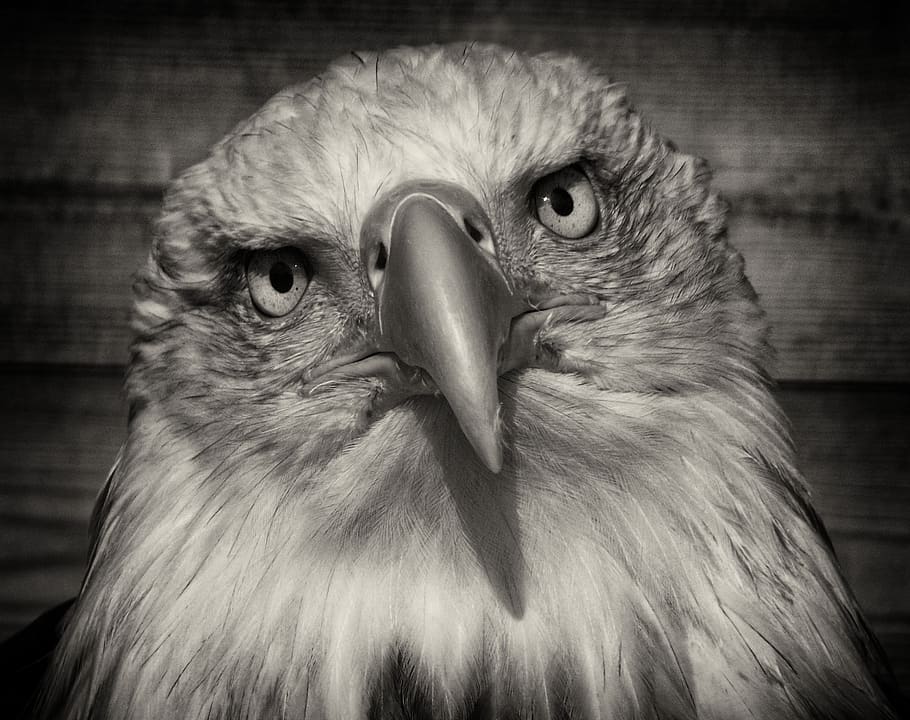 raptor, portrait, eagle, wildlife, prey, bald, bird, america HD wallpaper