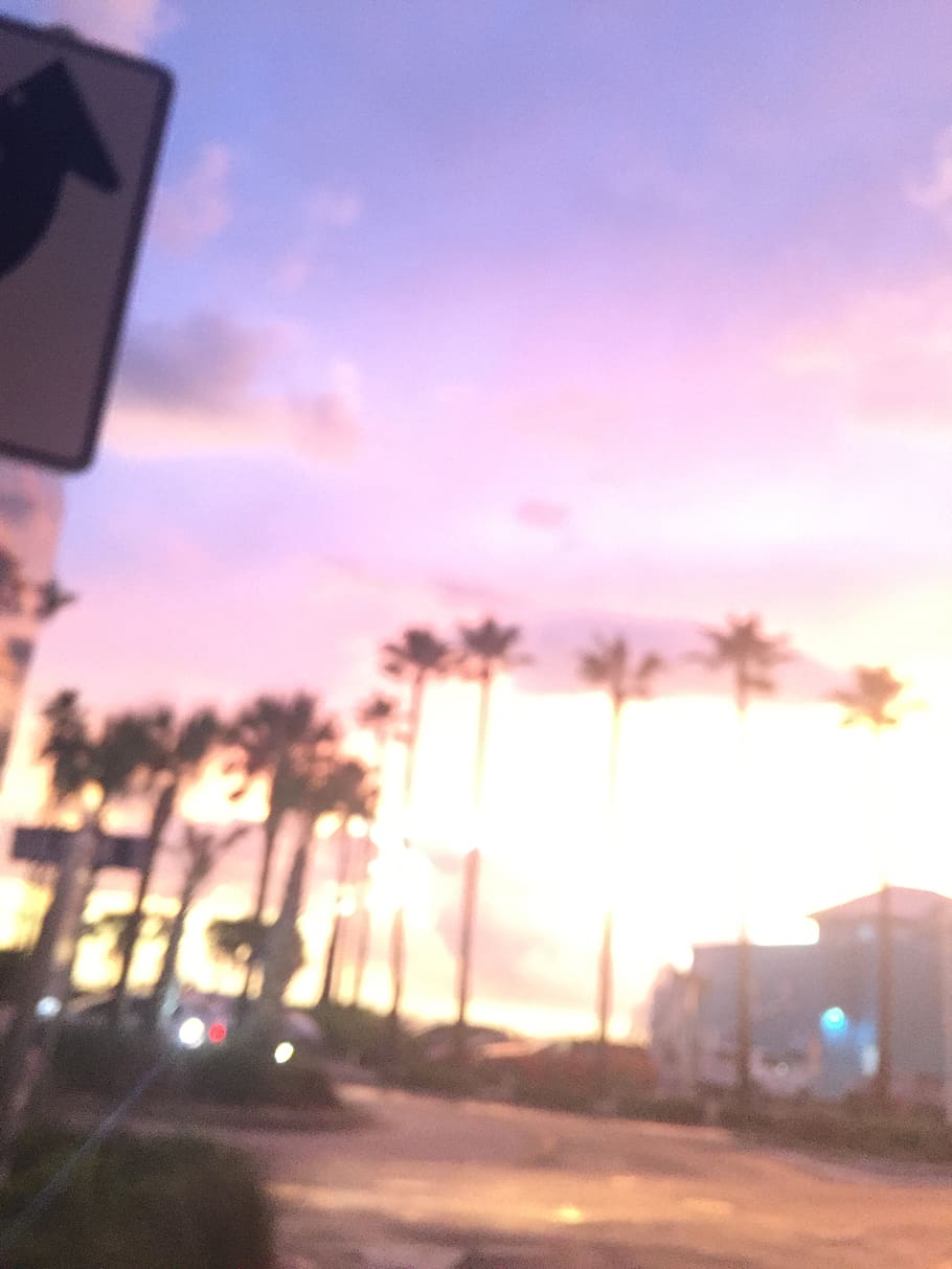 sunset, palm, trees, street, road, sky, city, nature, transportation HD wallpaper
