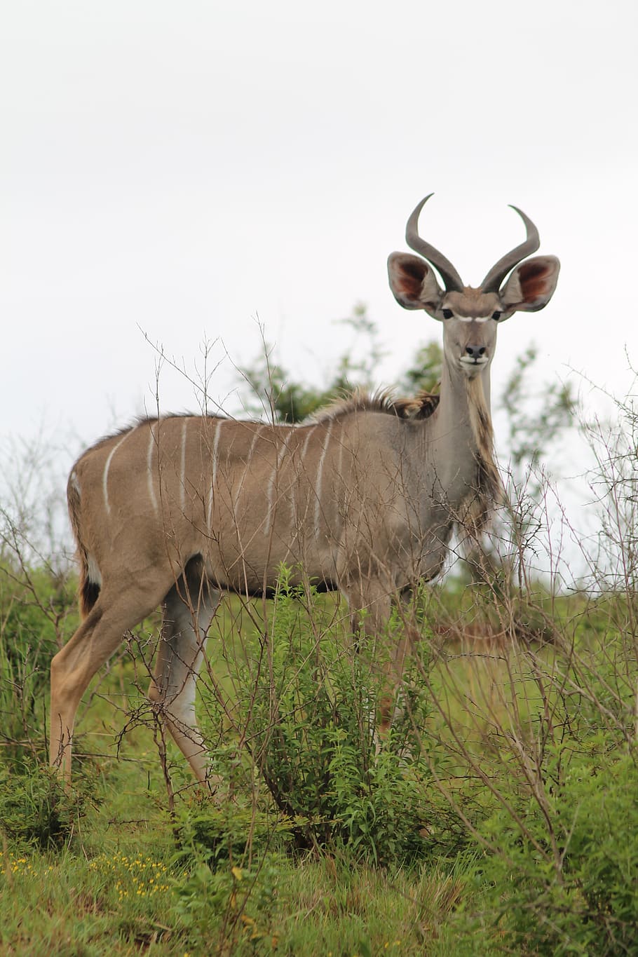 wildlife, buck, kudu, animal, nature, mammal, outdoors, horns, HD wallpaper
