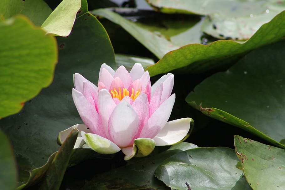 flower, flowering plant, water lily, lake, leaf, plant part HD wallpaper