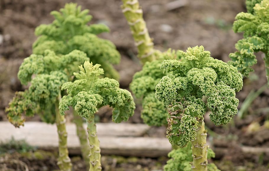 kale, kohl, cabbage plants, vegetables, food, old, wintering HD wallpaper