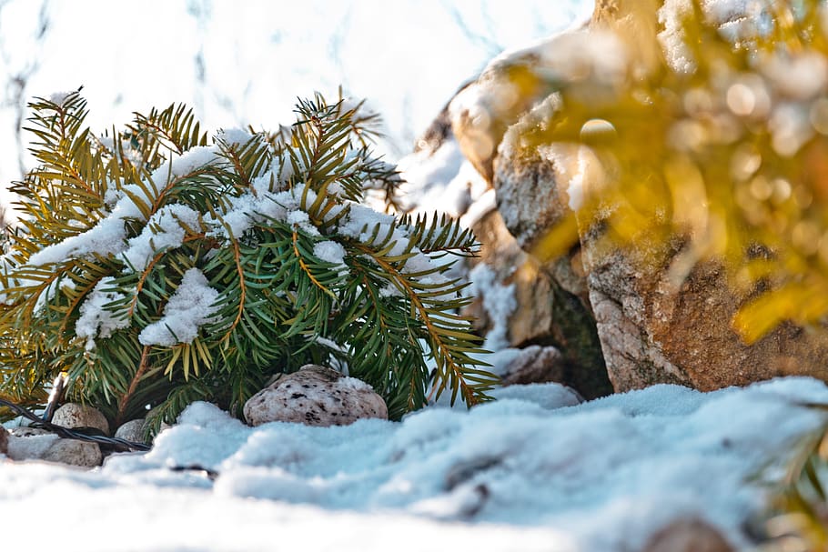 winter, cold, leaves, snow, nature, frost, ice, frozen, wintry HD wallpaper
