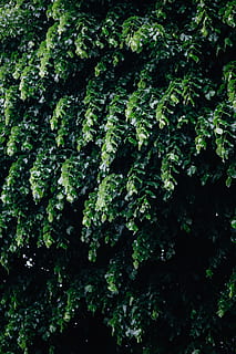 Municipal greenery, flora, leaf, leaves, spring, Italy, may, hedge HD wallpaper