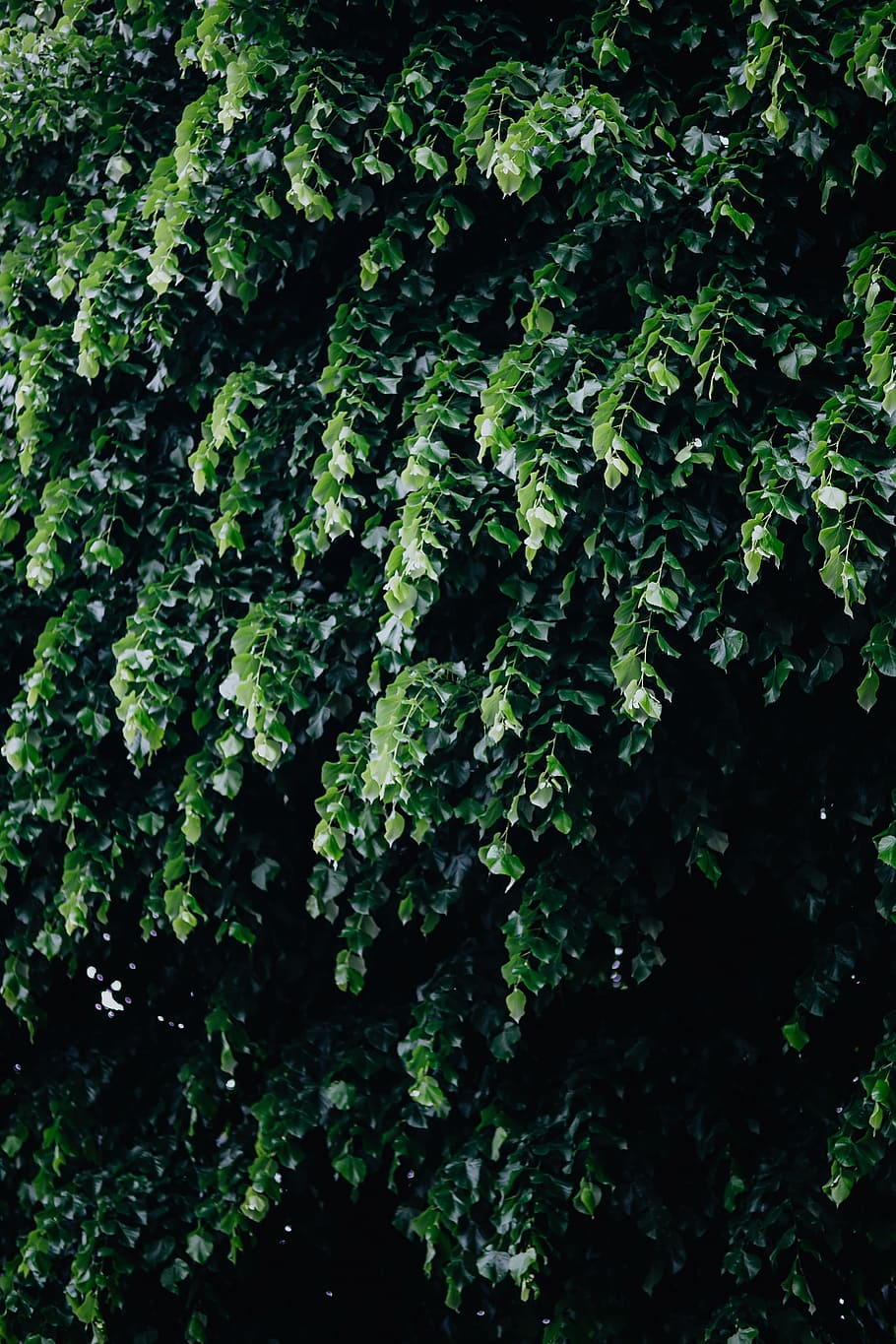 Municipal greenery, flora, leaf, leaves, spring, Italy, may, hedge HD wallpaper