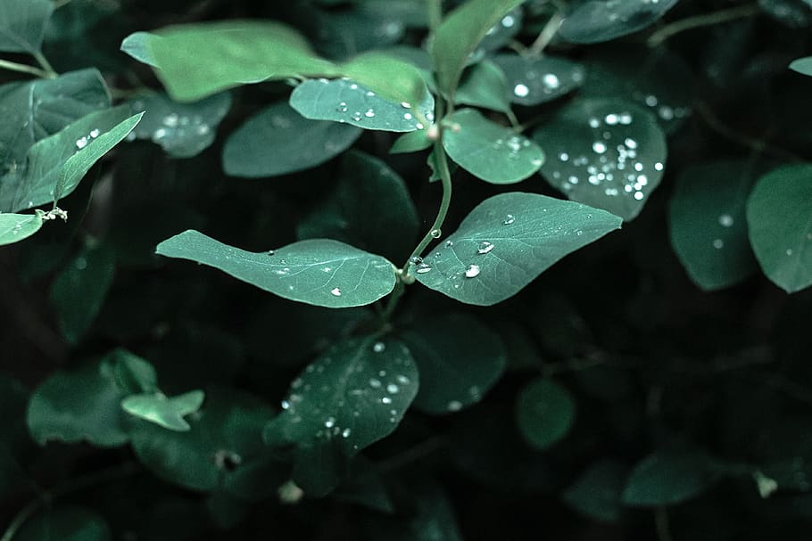 norway, water, rain, drop, raindrop, green, leaf, plant, nature HD wallpaper