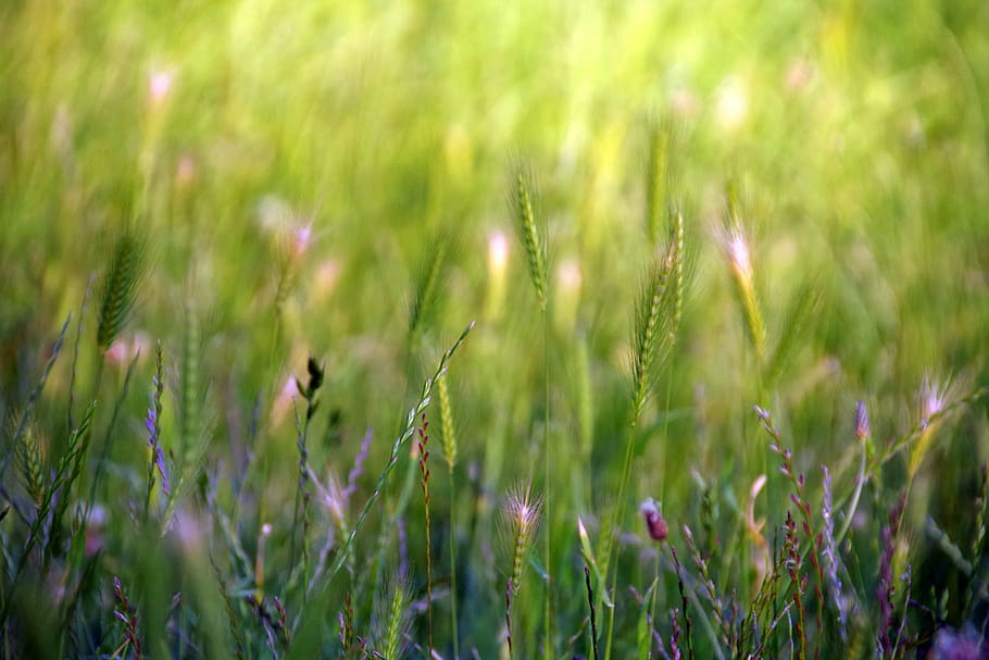 grasses, meadow, light, green, spike, plant, animal themes HD wallpaper