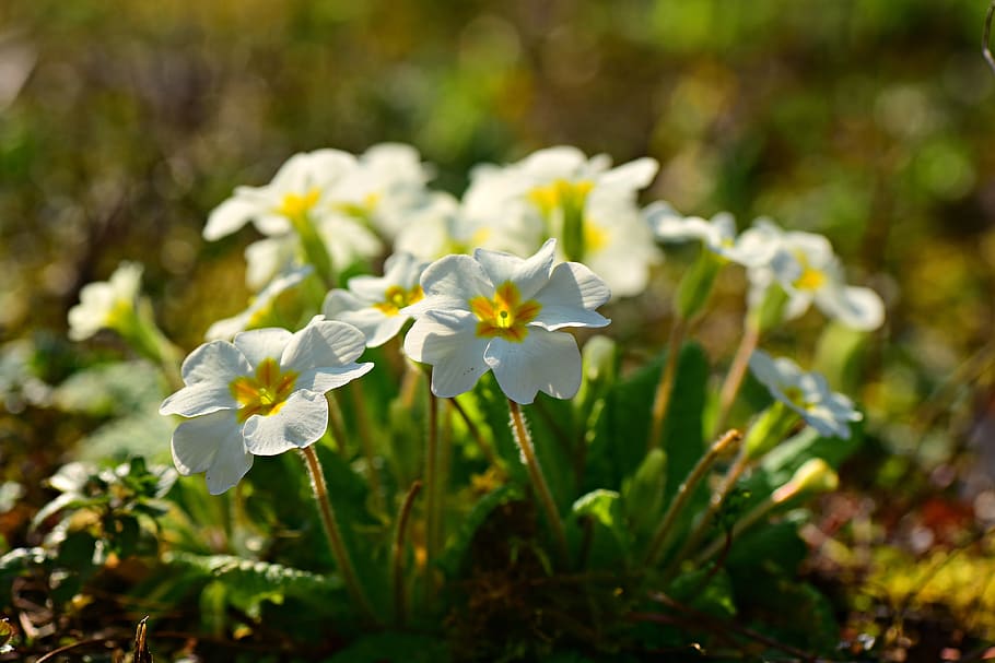 primrose, flower, plant, spring, bloom, garden, primula, cowslip HD wallpaper