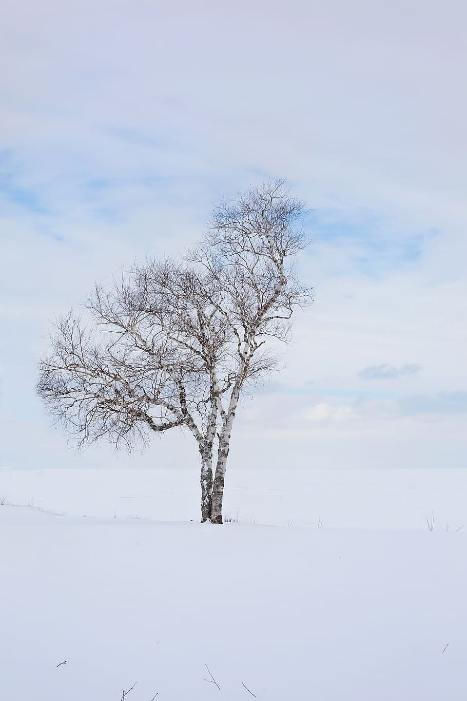 tree, wild, lonely, frozen, ice, snow, winter, white, beauty in nature HD wallpaper