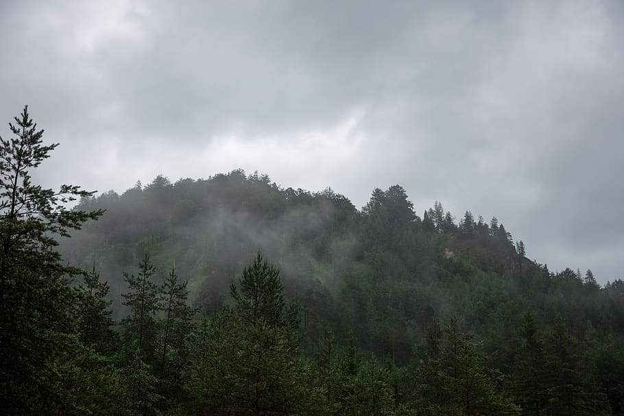 austria, tree, plant, forest, beauty in nature, sky, cloud - sky HD wallpaper