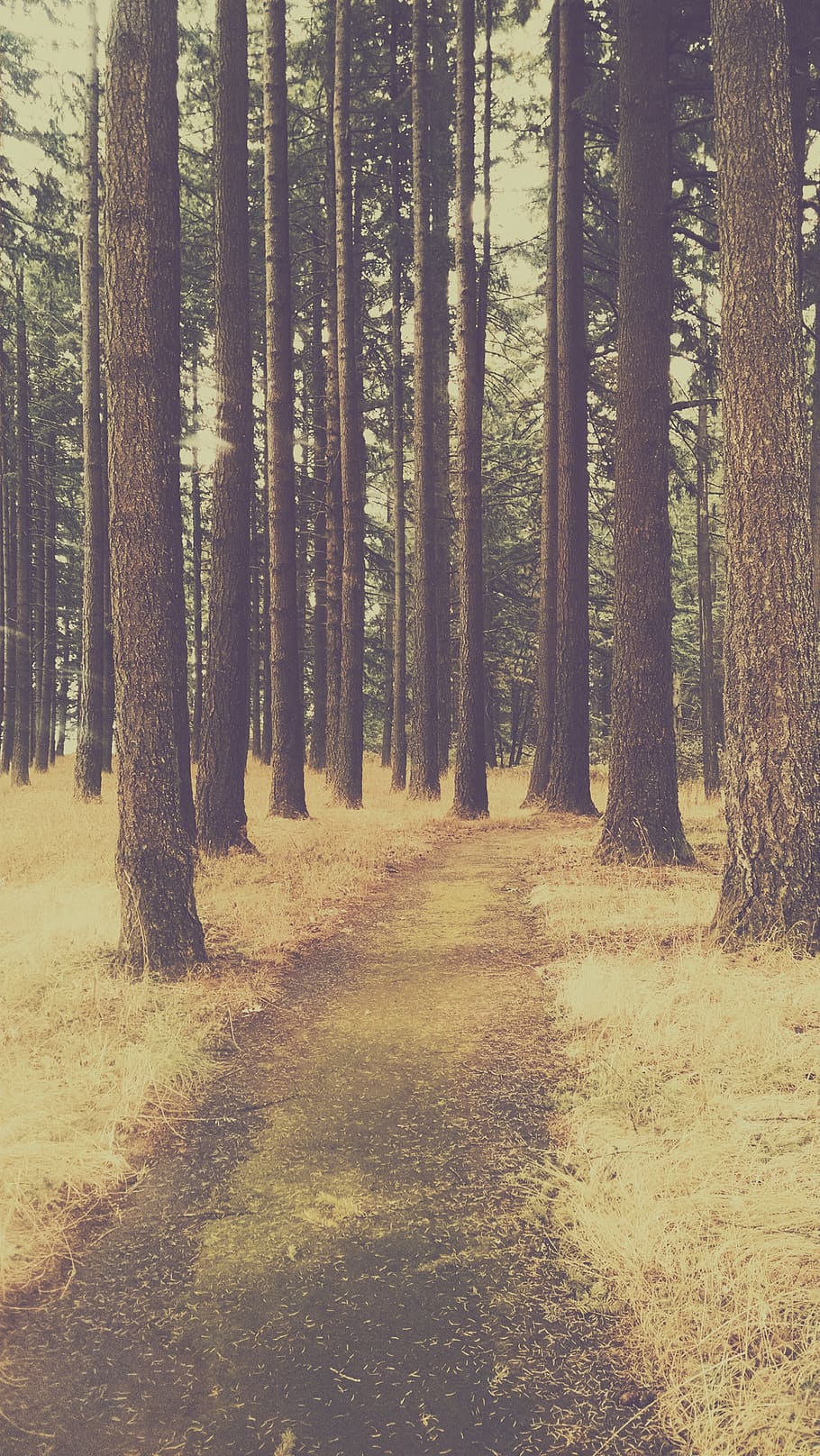wood, trunk, tree, summer, outside, nature, peaceful, silence HD wallpaper