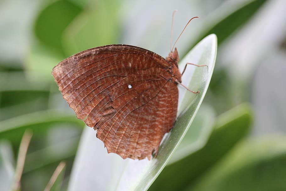 butterfly, insects, nature, close-up, invertebrate, plant part HD wallpaper