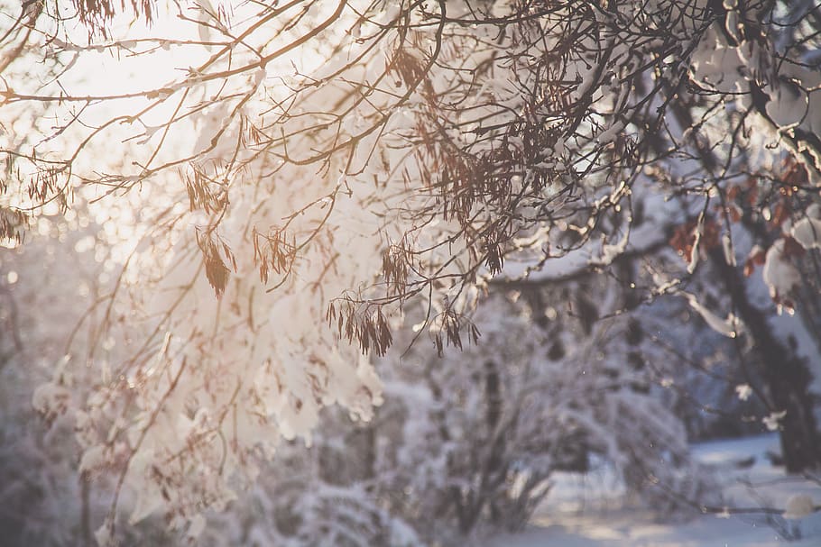 Closeup Photo of Tree Branch With Snow, branches, cold, forest HD wallpaper