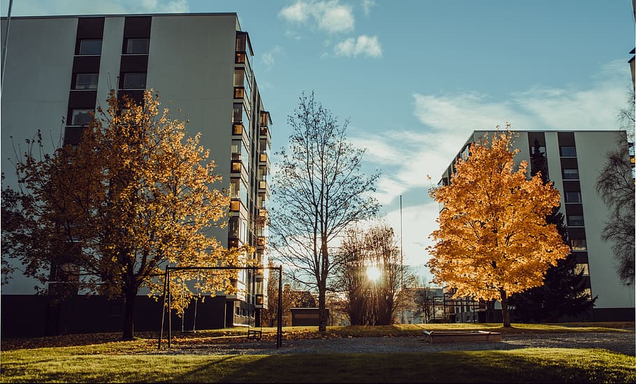 white concrete building, plant, tree, urban, town, city, high rise HD wallpaper