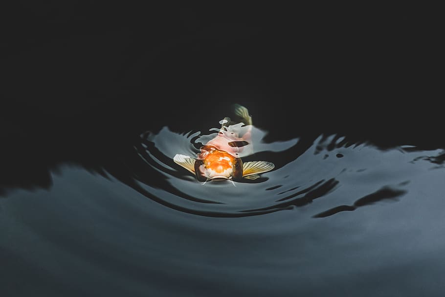 Koi Fish, animal, animal photography, color, motion, pond, ripple