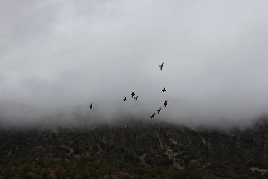 fog, birds, flying, vertebrate, animal themes, animals in the wild HD wallpaper