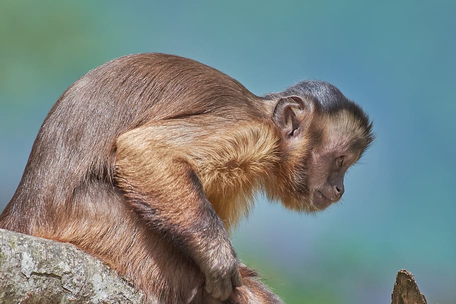 monkey, capuchin, mammal, cute, small, furry, little, animal themes, HD wallpaper