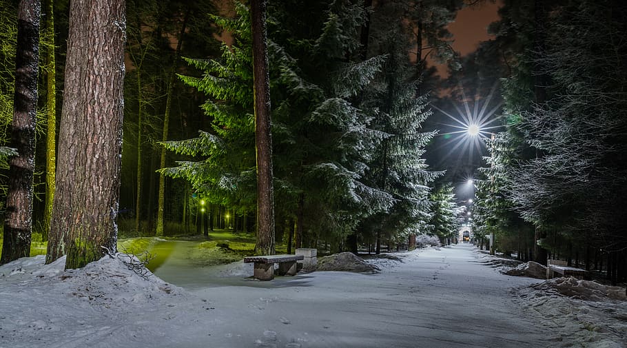 snow, road, trees, night, lights, park, bench, plant, forest HD wallpaper