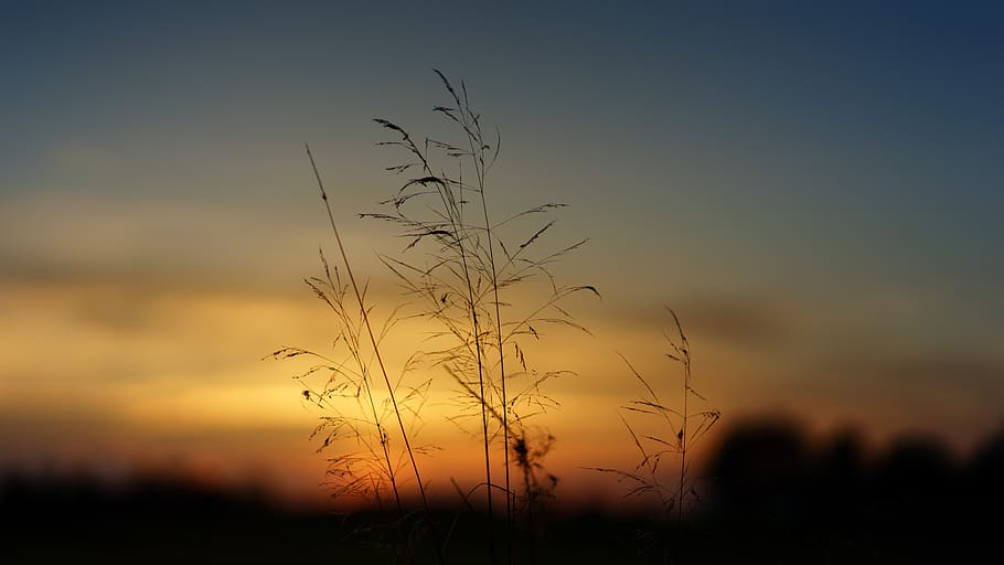 sunset, nature, field, grass, landscape, evening, sky, dusk, HD wallpaper